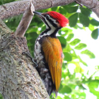 Common Flameback